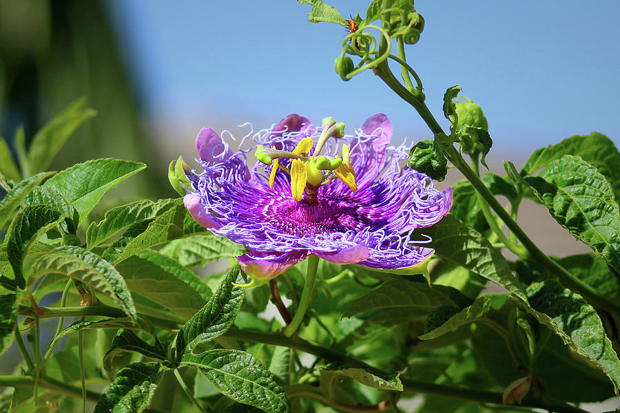 Passionflower Photograph
