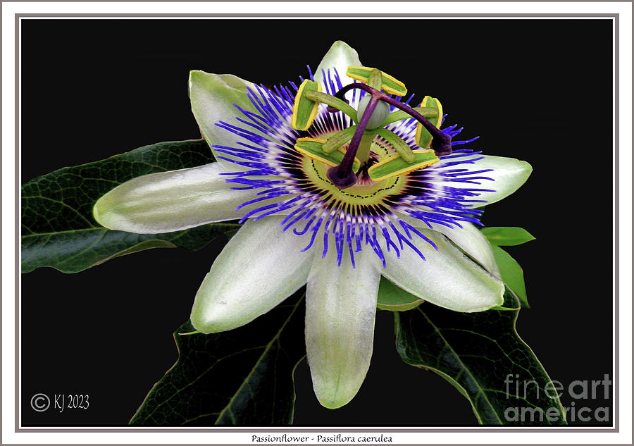 Passionflower - Passiflora caerulea Photograph by Klaus Jaritz