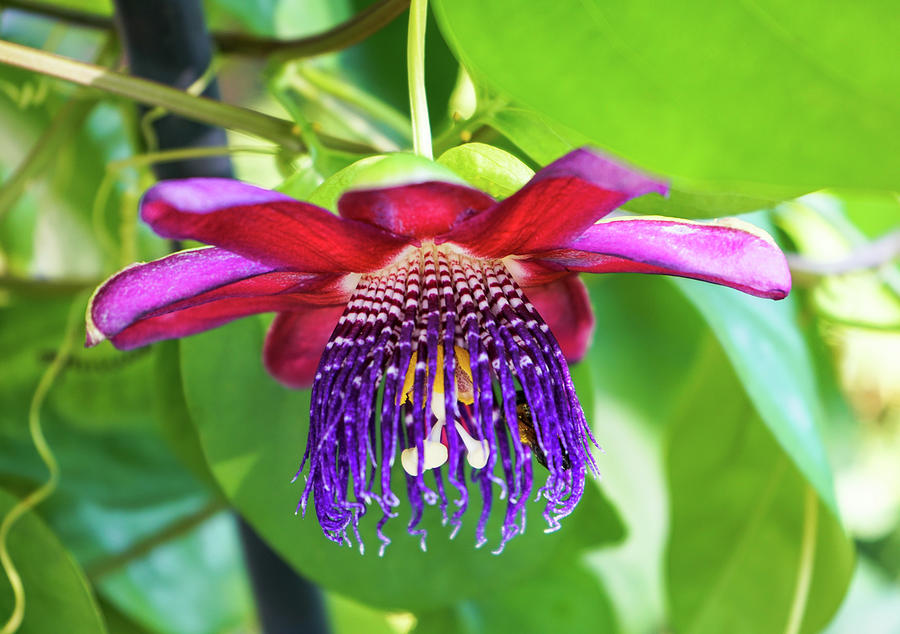 Passionflower Profile  Photograph by Amy Sorvillo
