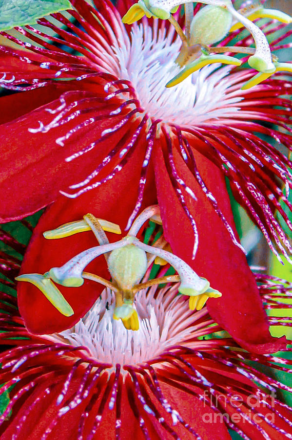 PassionFlowers Photograph by Joanne Carey