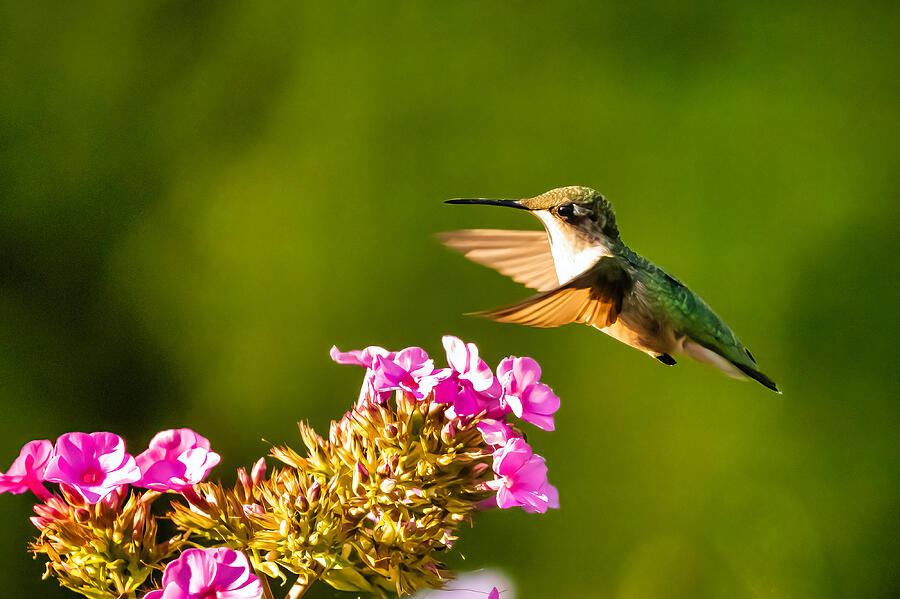 Hummingbird Photograph - Passover by Eliseo Rosario