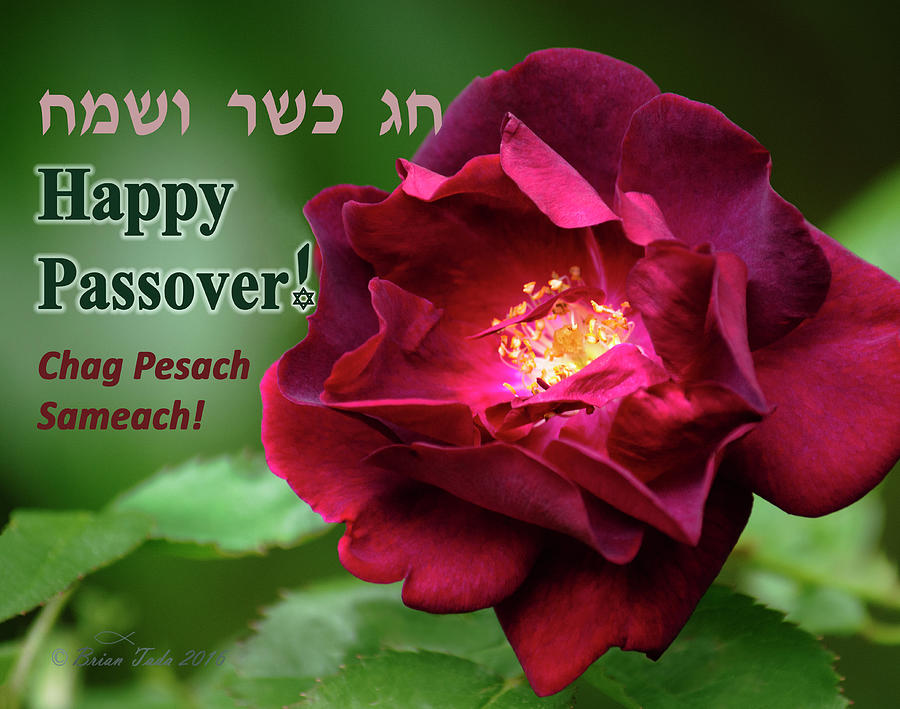 Passover Rose Photograph by Brian Tada