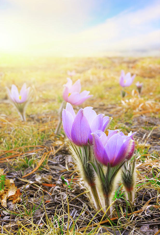 Flower Photograph - Passover Spring by Kadek Susanto