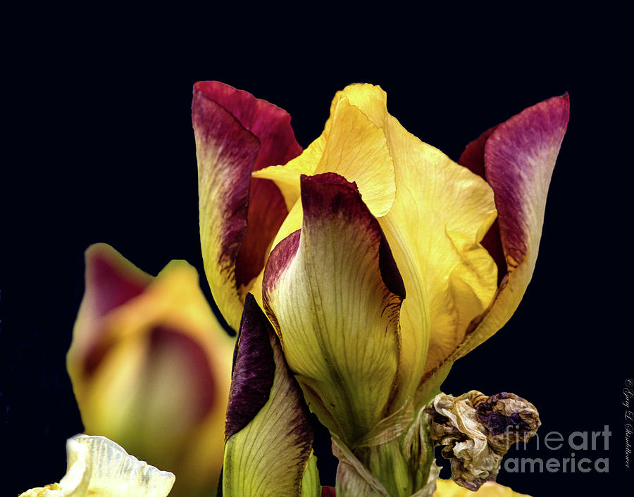 Past Present And Future Iris Blooms Photograph