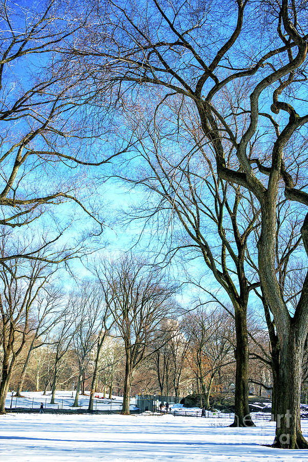 Past the Trees at Central Park in New York City Photograph by John Rizzuto
