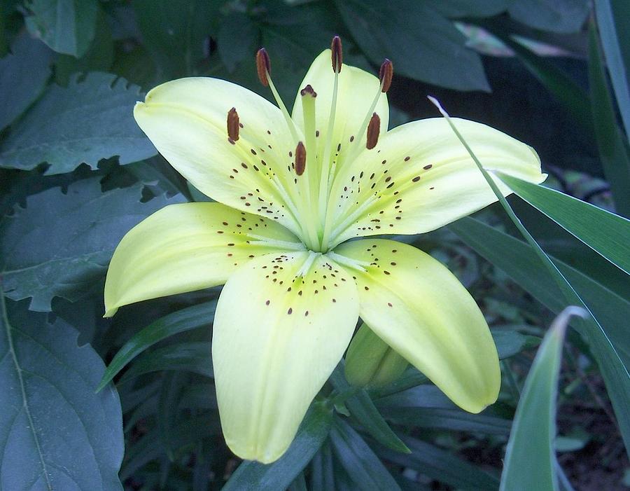 Paste Yellow Lily by Paul - Phyllis Stuart