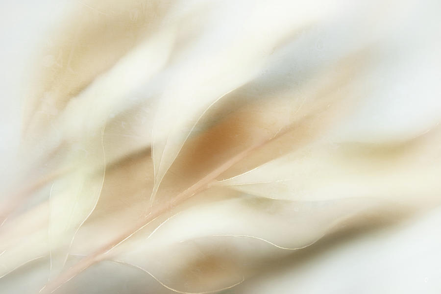 Pastel, Abstract Leaves Digital Art by Terry Davis