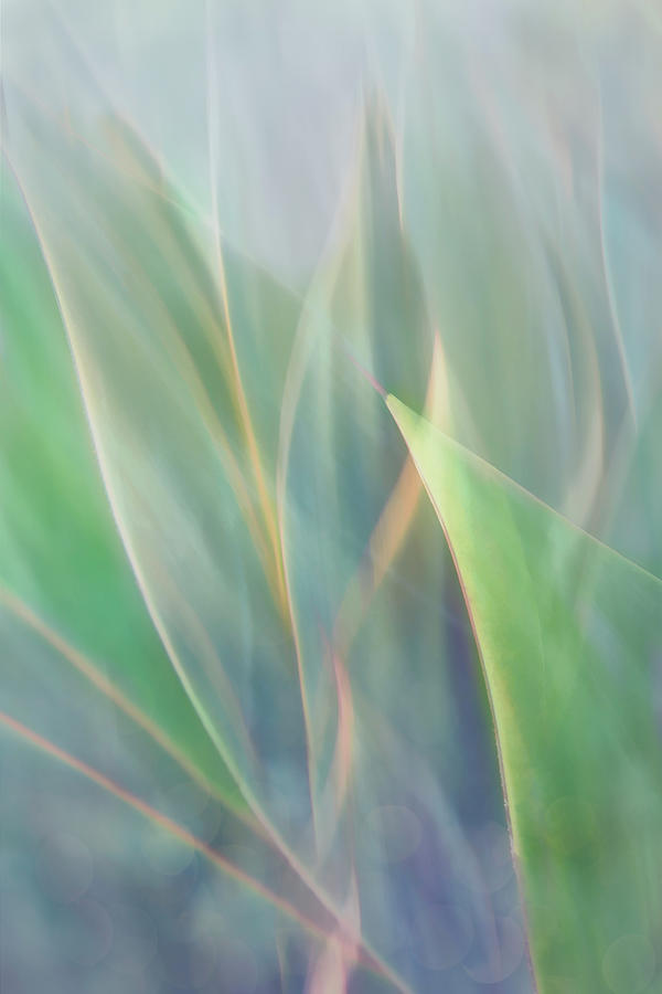 Pastel Agave Sweep Digital Art by Terry Davis - Fine Art America