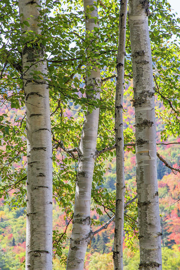 Pastel Autumn Birches Photograph by White Mountain Images