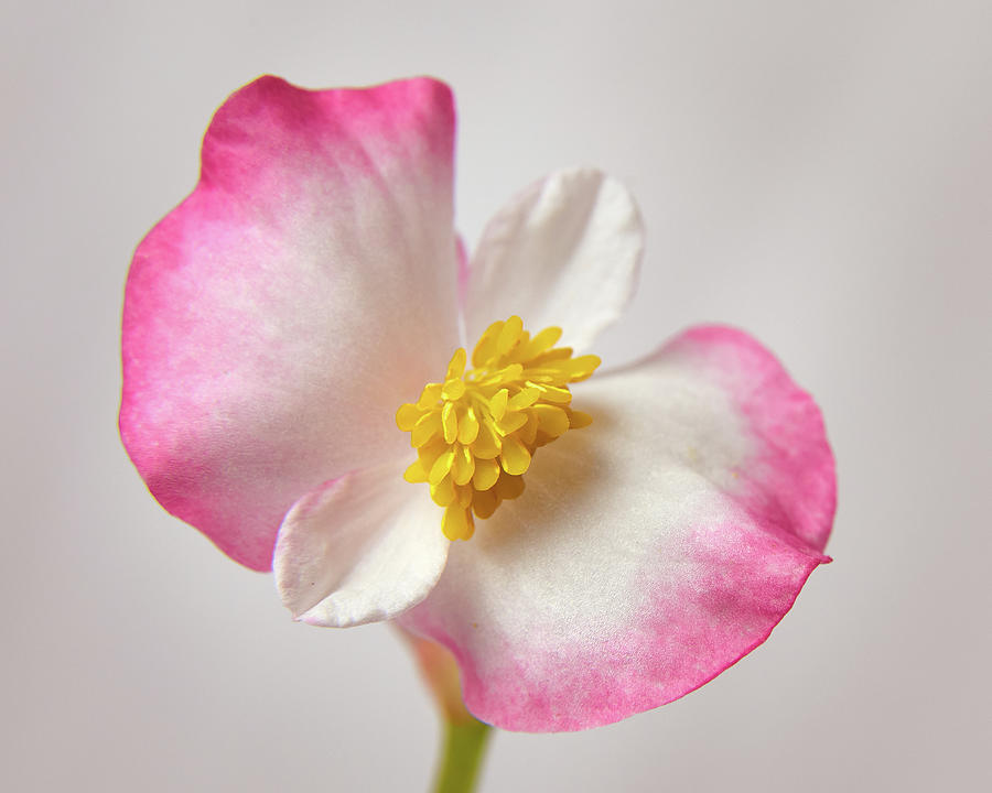 Pastel Begonia Photograph