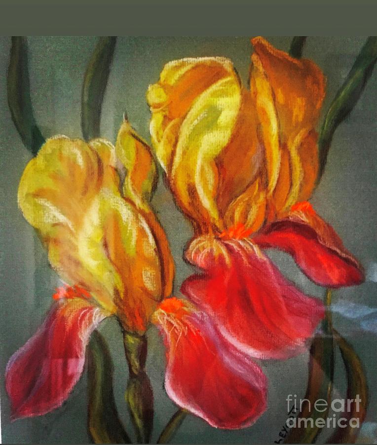 Bi-color Gold and Purple German Bearded Iris in Pastel Pencils and Chalk Painting by Catherine Ludwig Donleycott