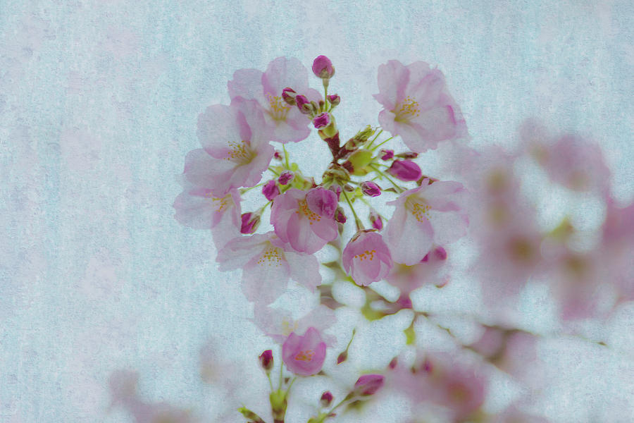 Pastel Blossoms Photograph by Amy Sorvillo