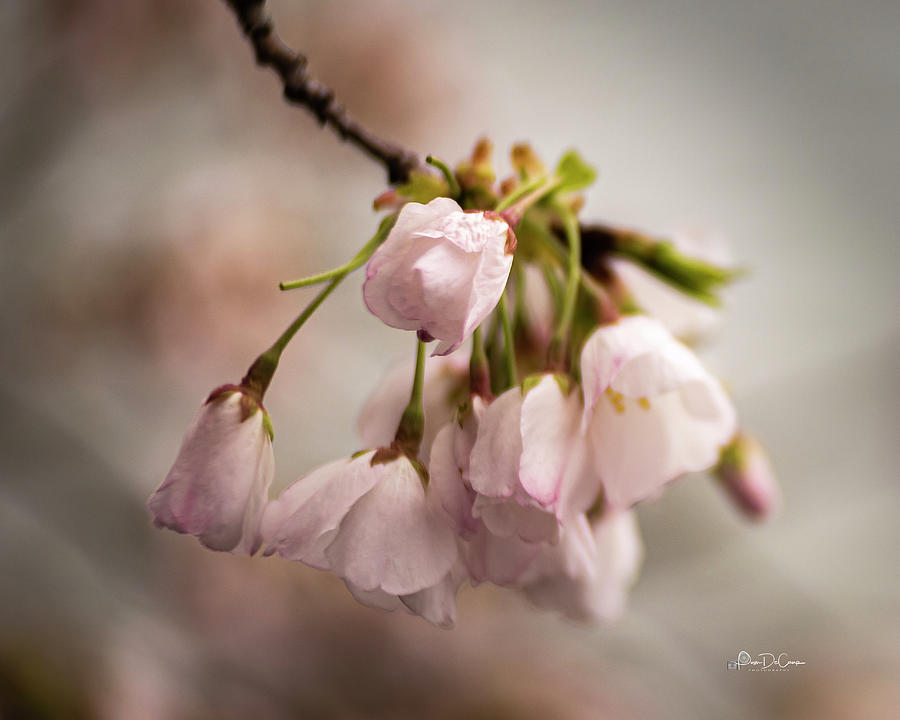 Pastel Blossoms Photograph by Pam DeCamp