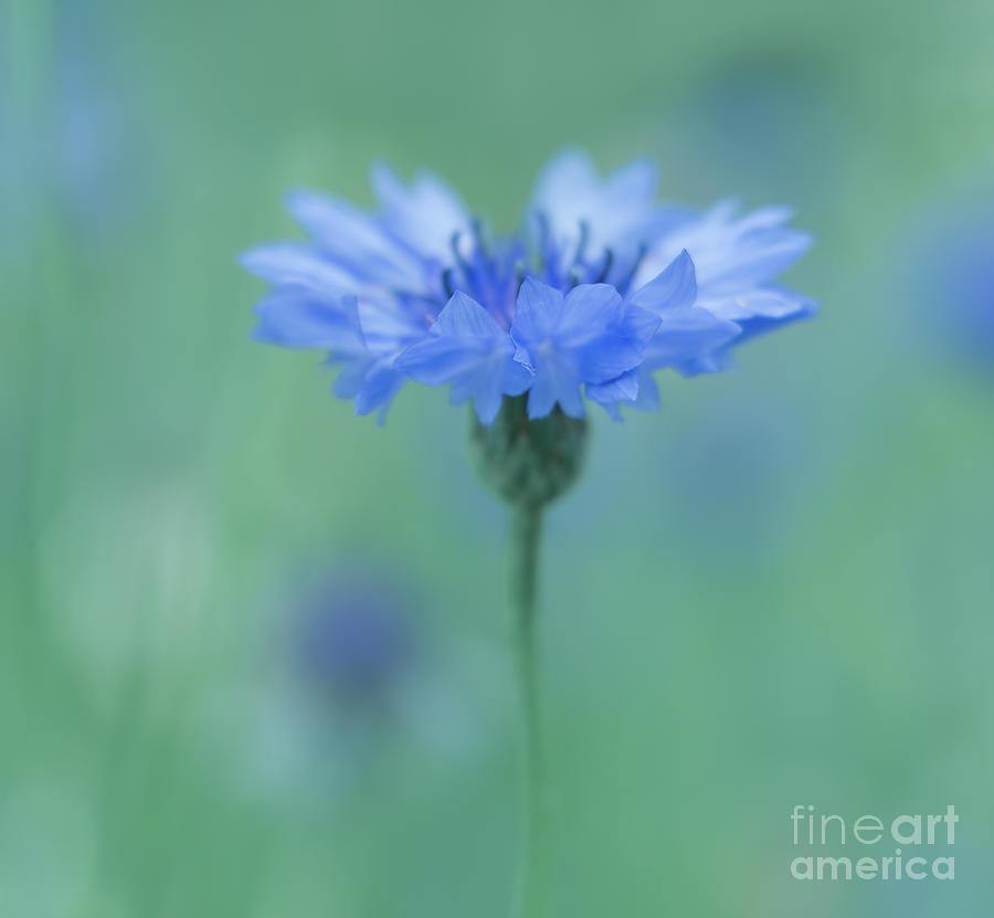 Pastel Blue Cornflower Photograph by Ava Reaves