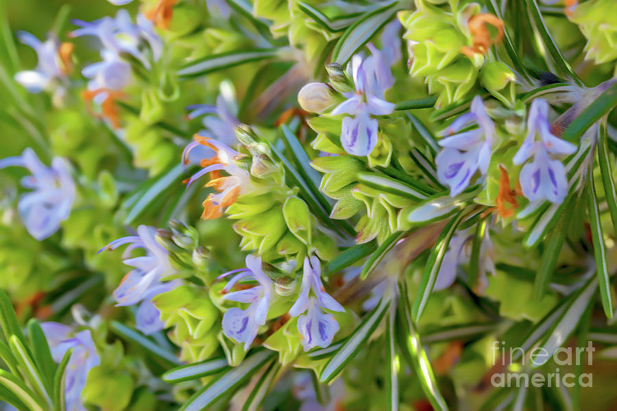 Pastel Blue Flowers Photograph by Roslyn Wilkins