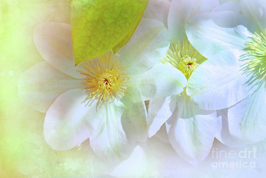 Pastel Clematis  Flowers Mixed Media