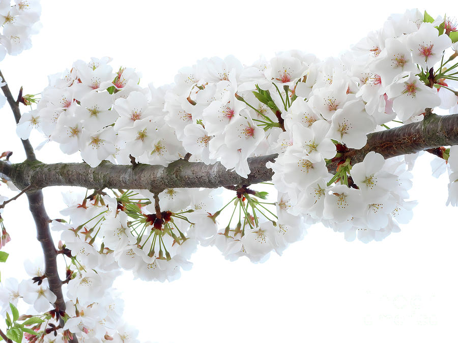 Pastel Colors - Cherry Blossoms Photograph by Scott Cameron