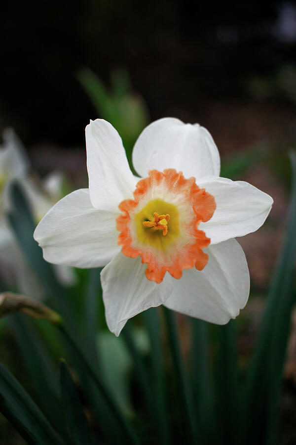 Nature Photograph - Pastel Daffodil - March 2024 by Joseph A Langley