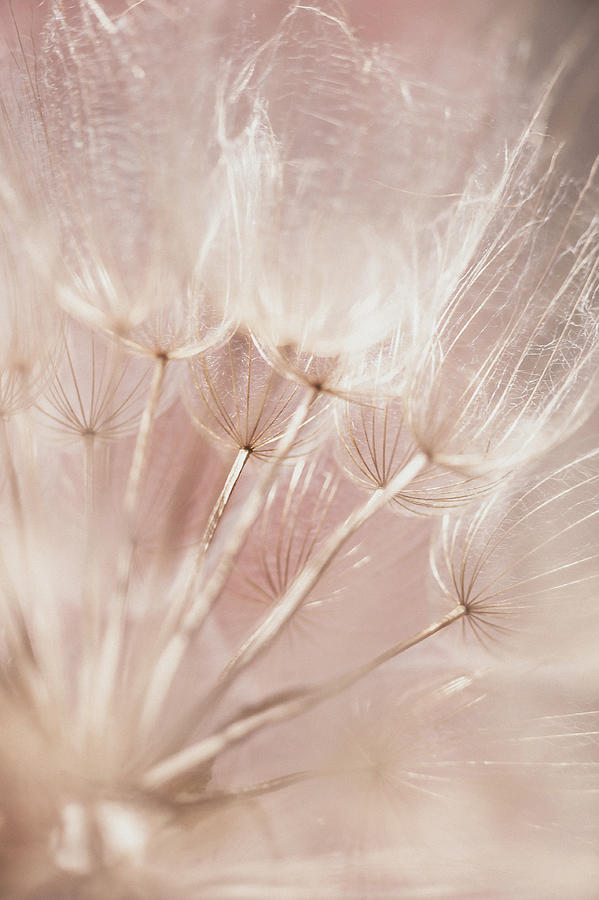 Pastel Dandelions Photograph by Iris Greenwell