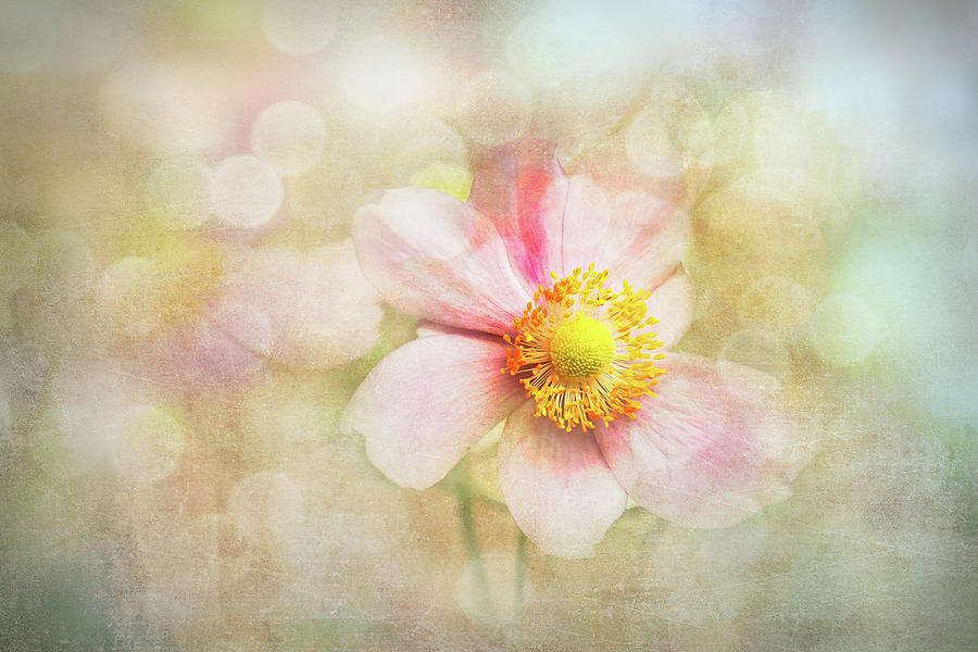Pastel Flower Beauty Digital Art by Terry Davis