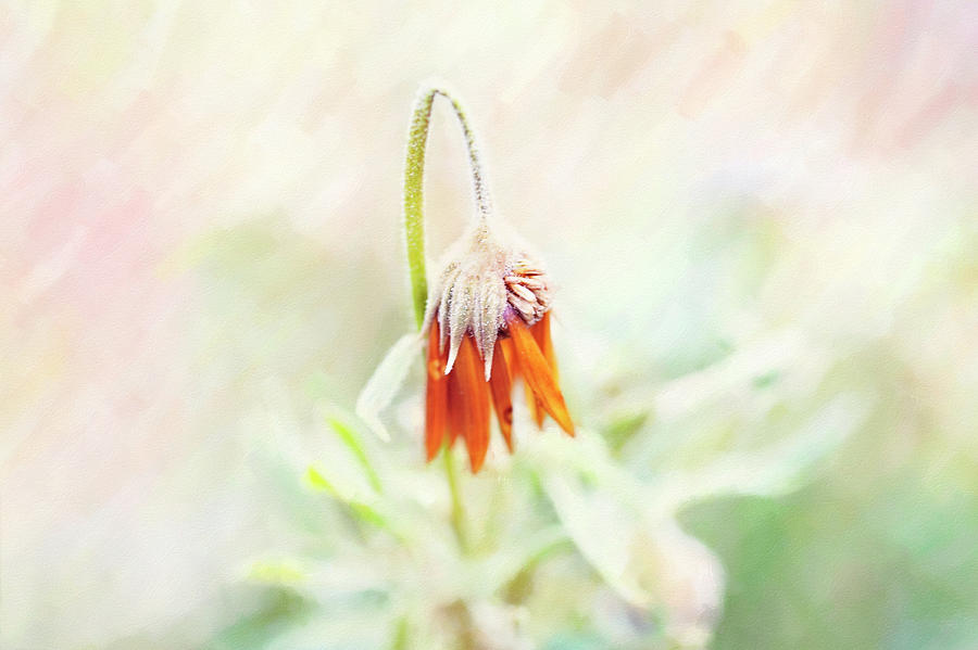 pastel flower by Sue Collura pastel flower by Sue Collura