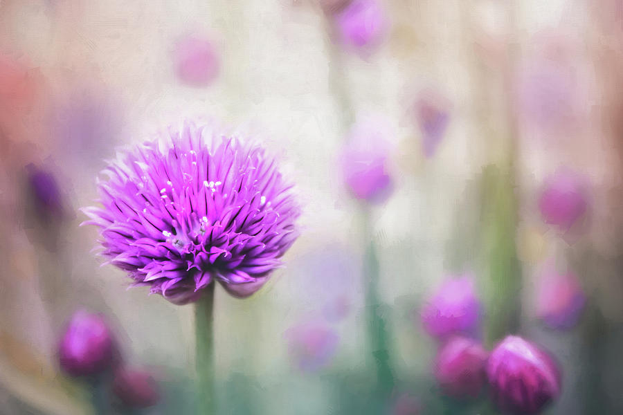 Pastel Flowering Chives Photograph