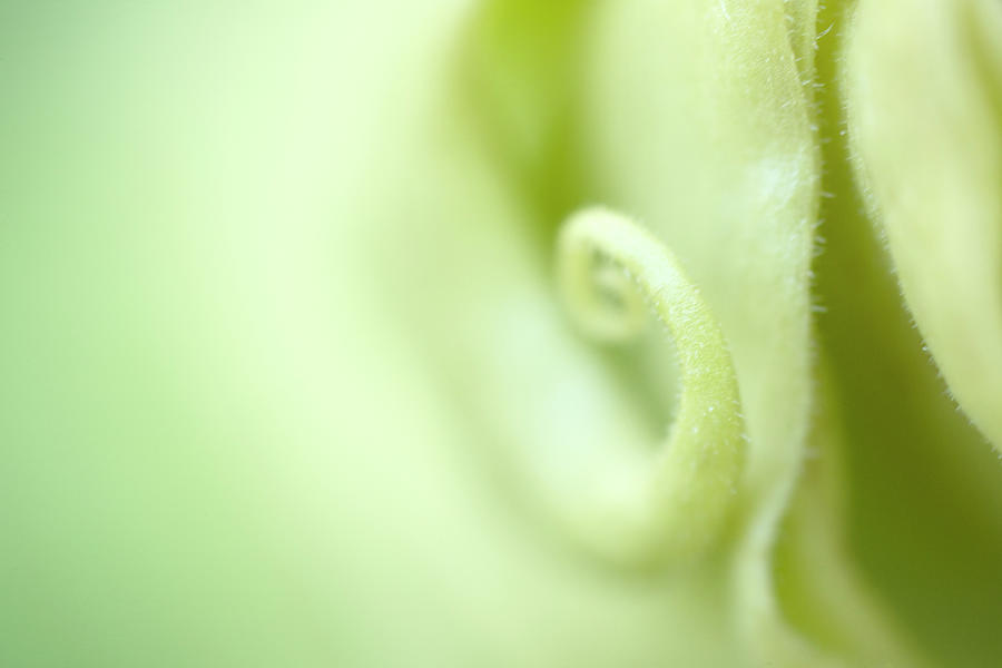 Pastel Green Moon Flower Opening Bud Photograph