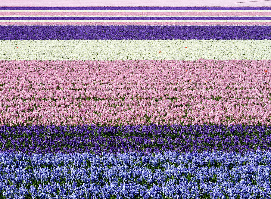 Pastel Hyacinths Photograph by Eggers Photography