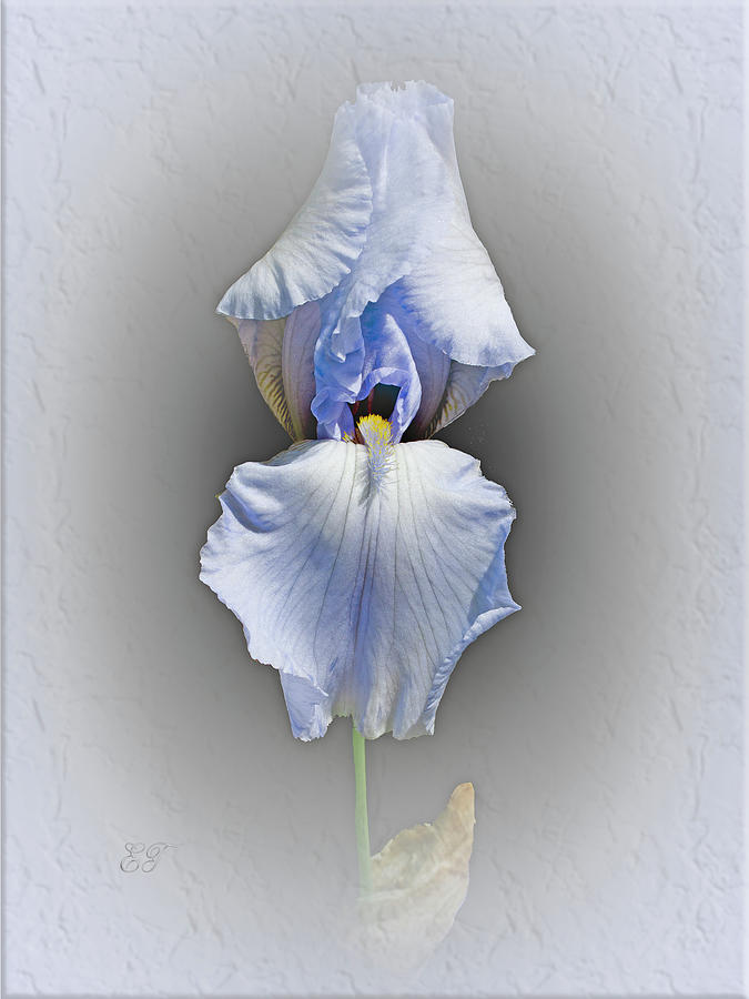 Pastel Iris Photograph by Elaine Teague