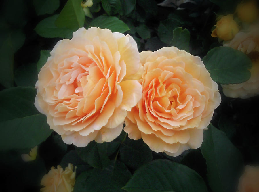 Pastel Orange Roses Photograph by Robert Banach