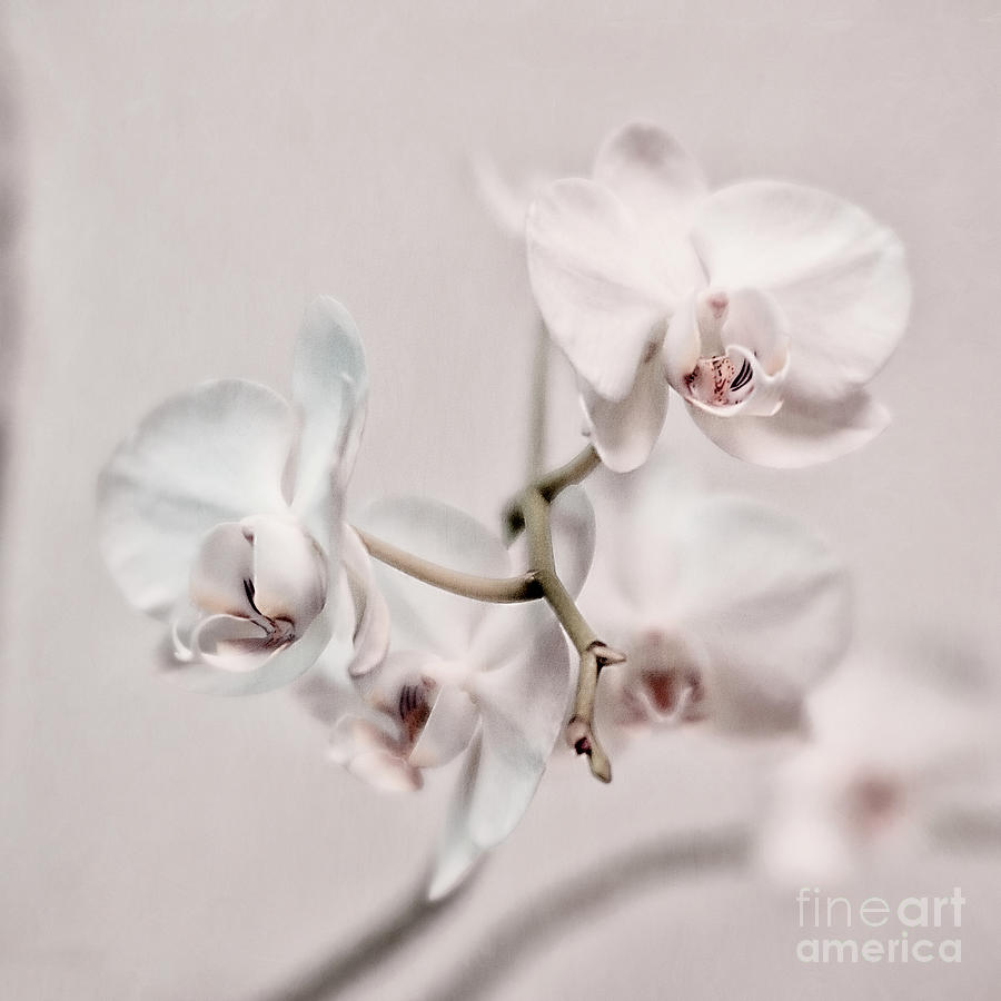 Pastel Orchids Photograph by Priska Wettstein
