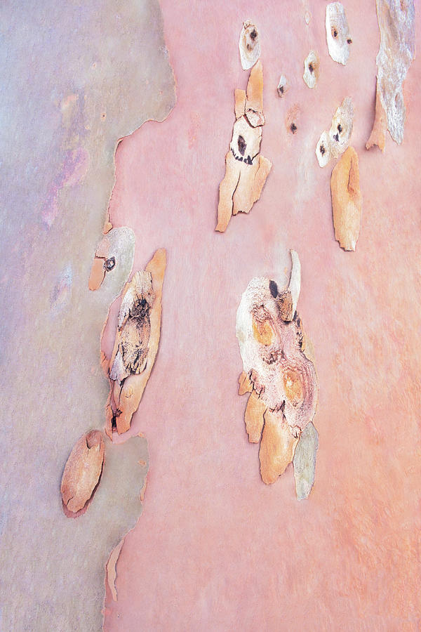 Pattern Photograph - Pastel Outback Tree Bark  by Lexa Harpell
