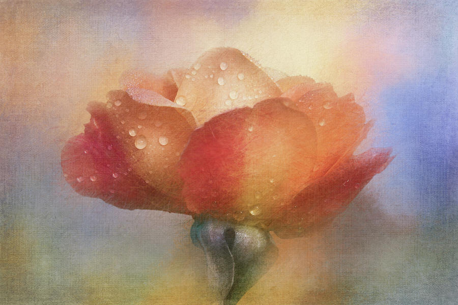 Pastel Painted Rose Digital Art by Terry Davis