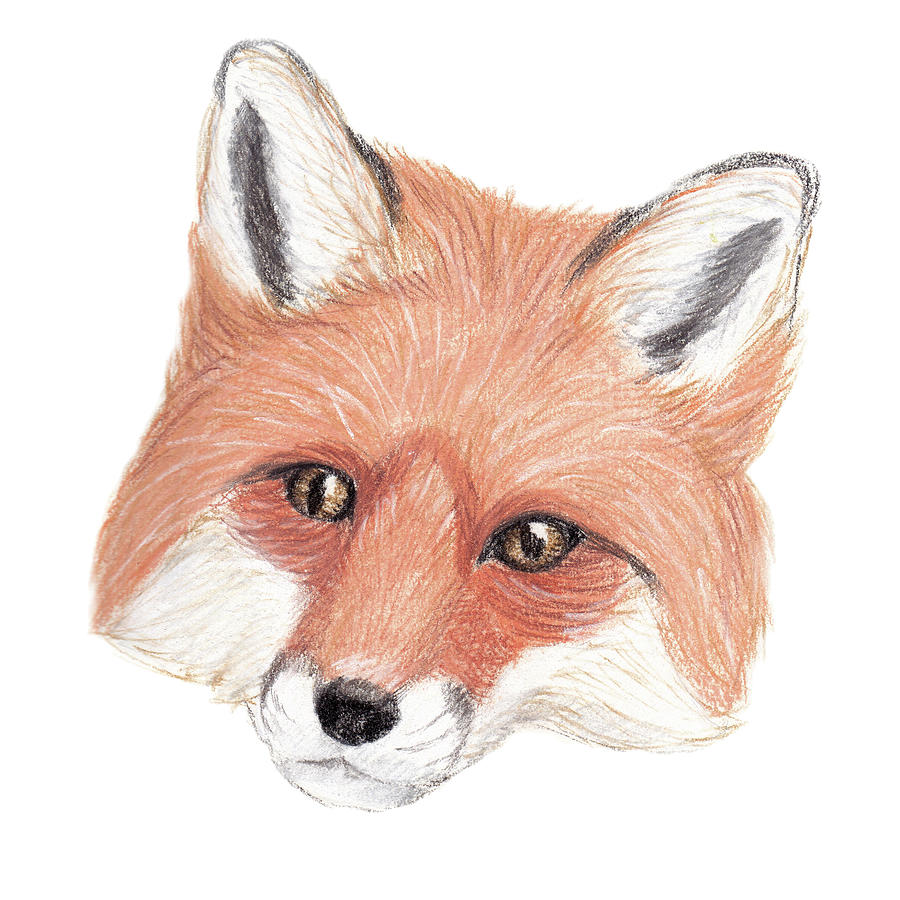 fox drawing