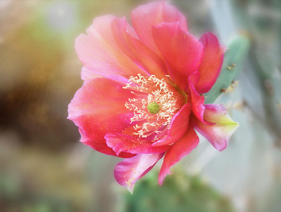 Pastel Pink Blossom  Photograph by Saija Lehtonen