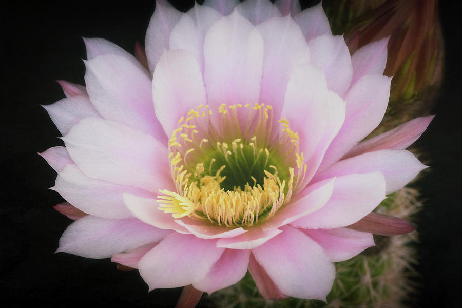 Pastel Pink Cactus Flower  Photograph by Saija Lehtonen