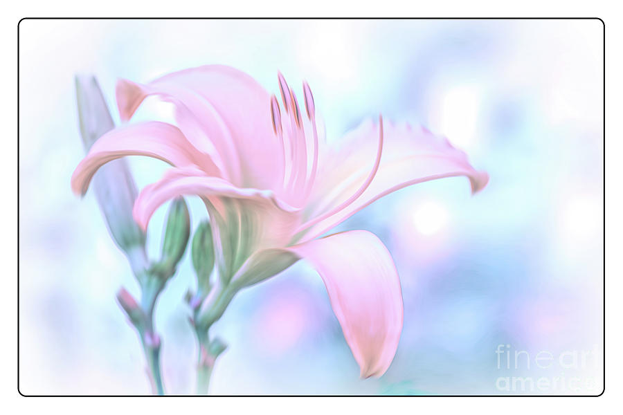Pastel Pink Daylily Reaching for the Sky Photograph by Anita Pollak