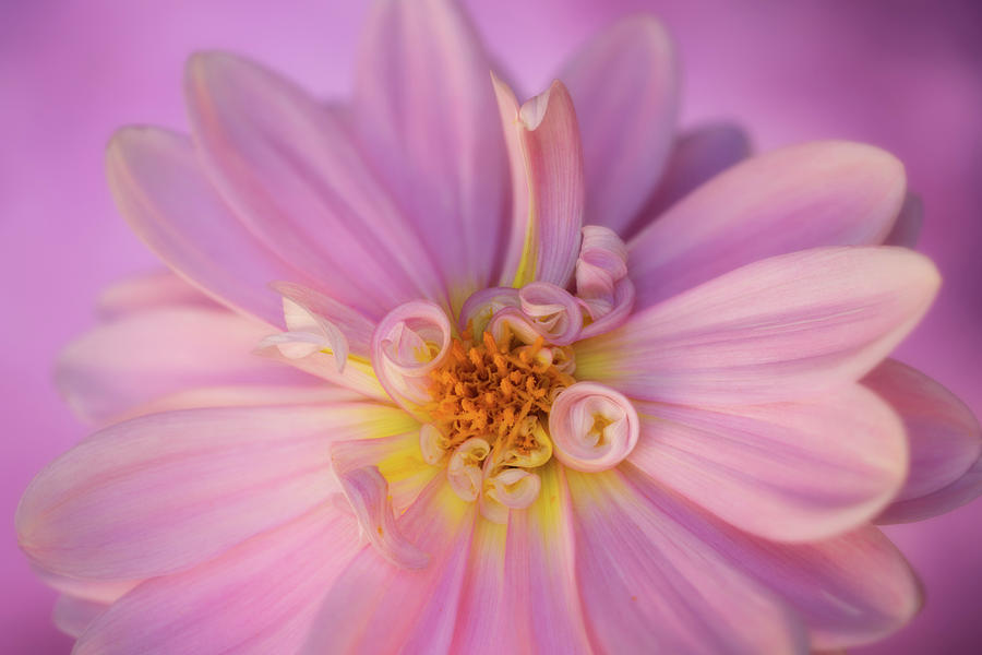 Pastel Pink Photograph by Mary Jo Allen
