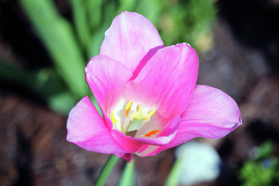 Pastel Pink Tulip Photograph by Cynthia Guinn