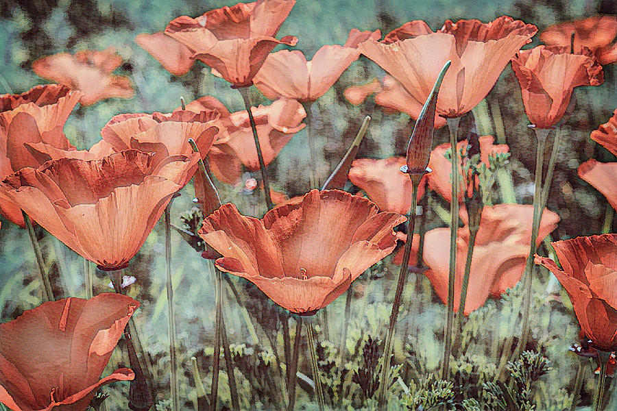 Pastel Poppies Photograph by Garry Gay