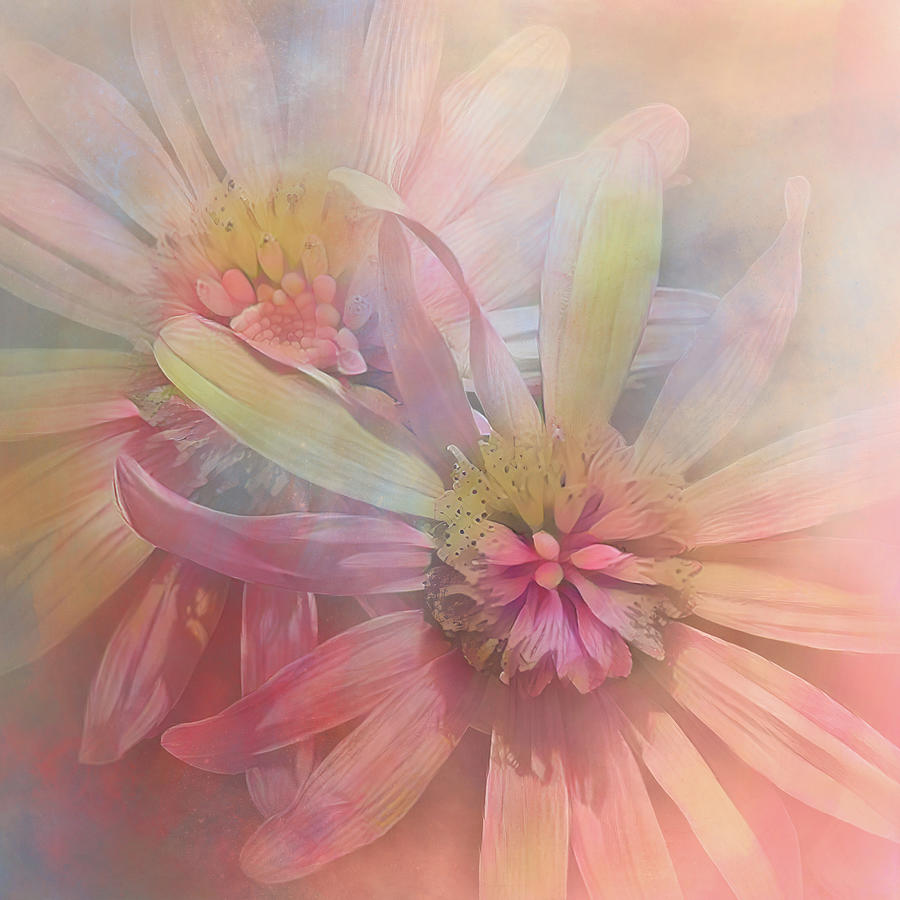 Pastel Rainbow Shasta Daisies Photograph by HH Photography of Florida