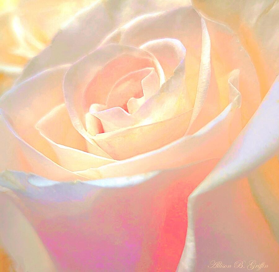 Rose Photograph - Pastel Rose by Allison Griffin