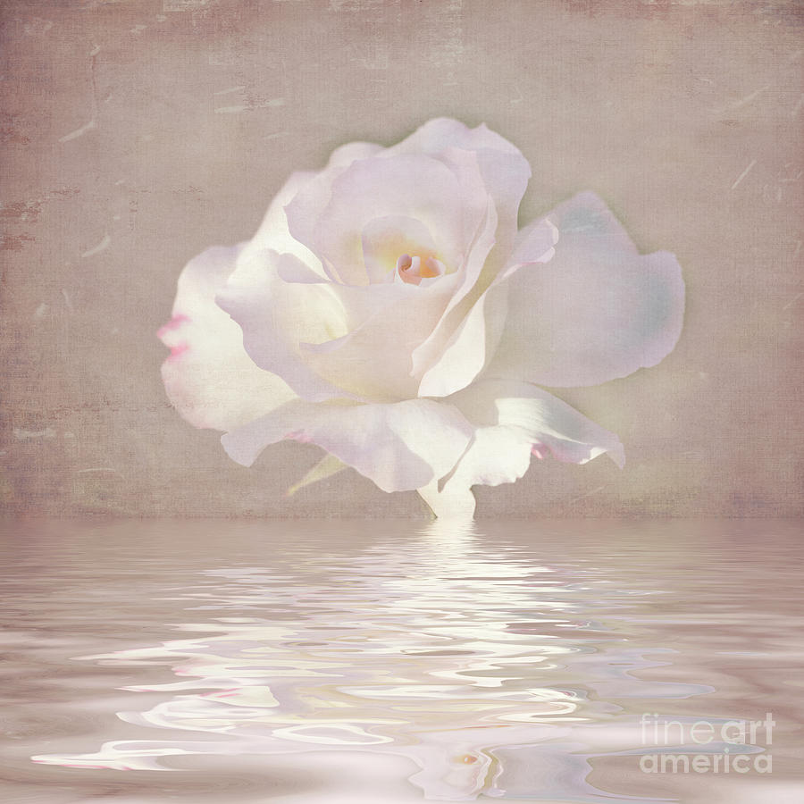 Pastel Rose Reflections Photograph by Elaine Teague