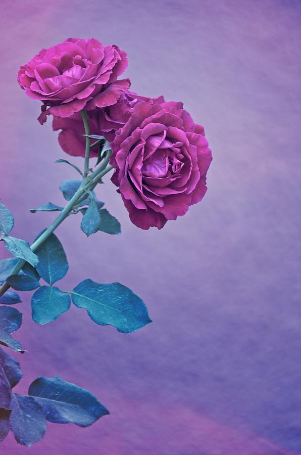 Pastel Roses Photograph by Carolyn Marshall