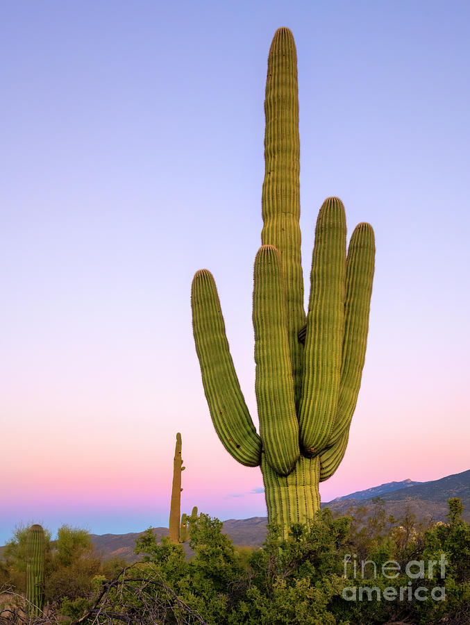 Pastel Saguaro Photograph by Michael Dawson - Fine Art America