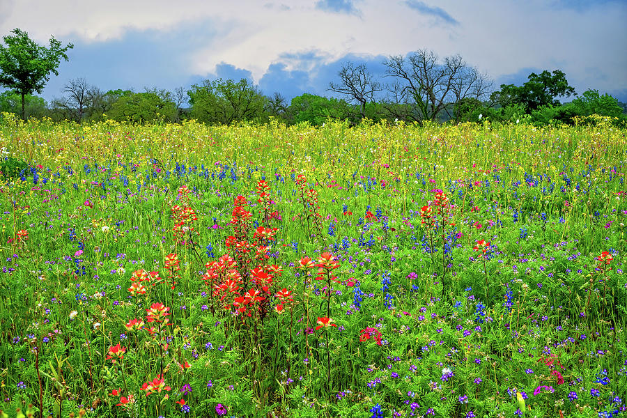 Pastel Skies and Wildflowers Photograph by Lynn Bauer