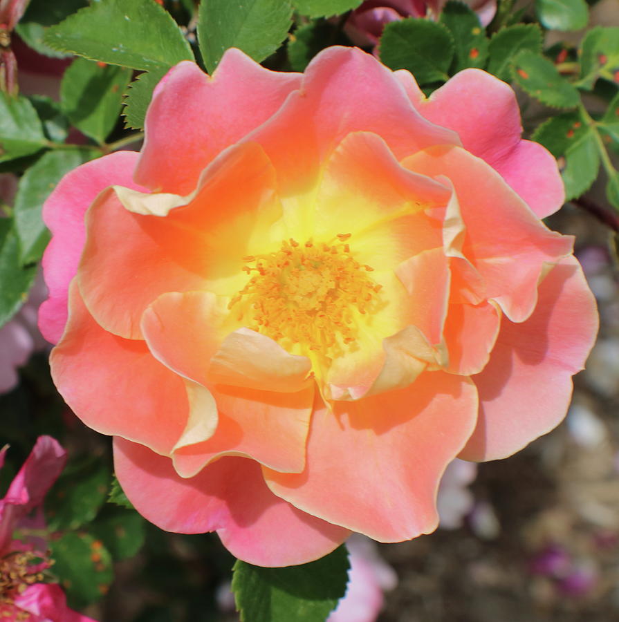 Pastel Sunset Rose Photograph by Kenneth Pope
