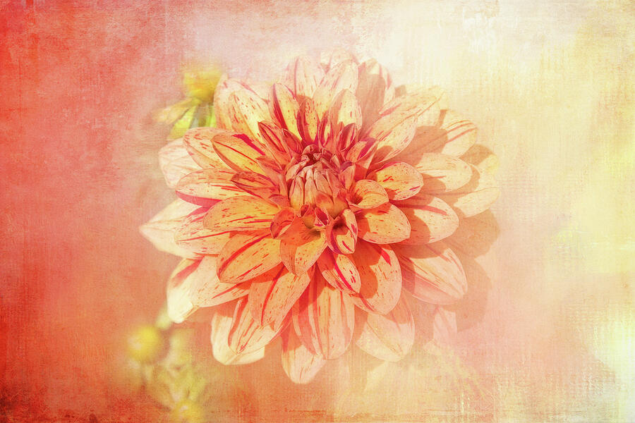 Pastel Textured Dahlia Digital Art by Terry Davis