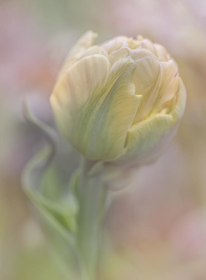 Pastel Tulip Bud Photograph by Teresa Wilson