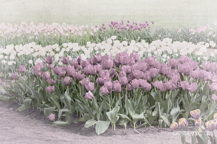 Pastel Tulips Photograph by Elaine Teague